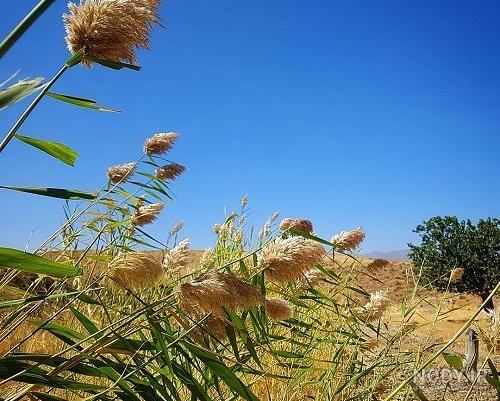 زیبا