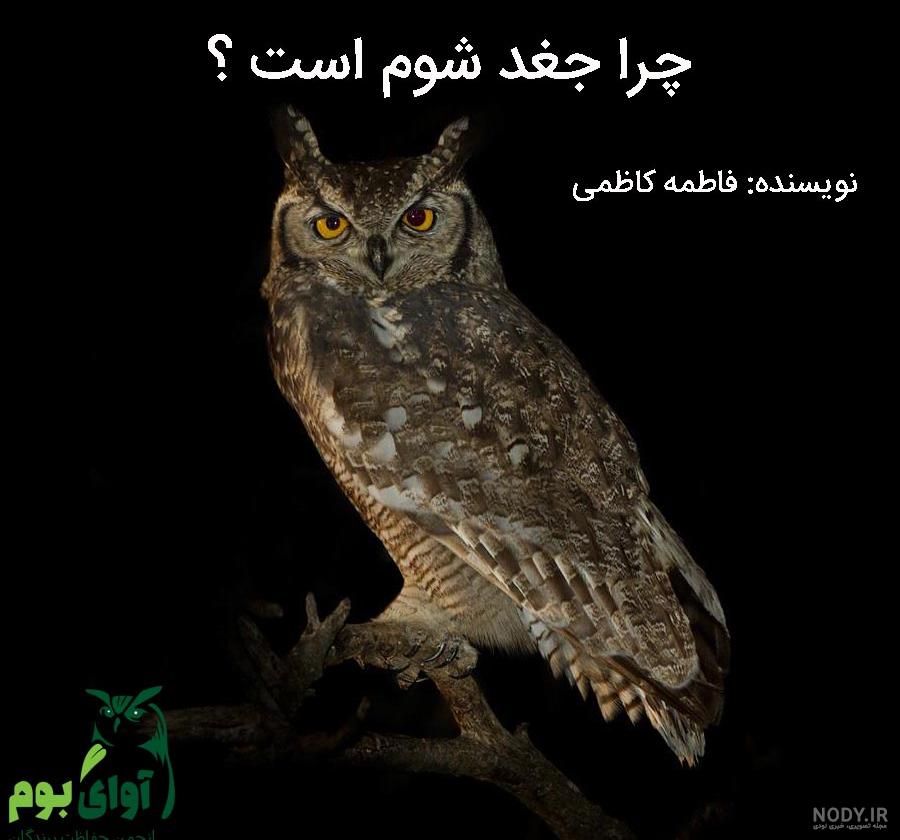 شوم