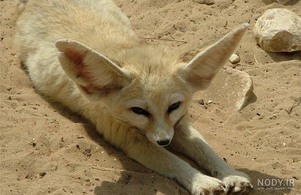 های روباه های روباه