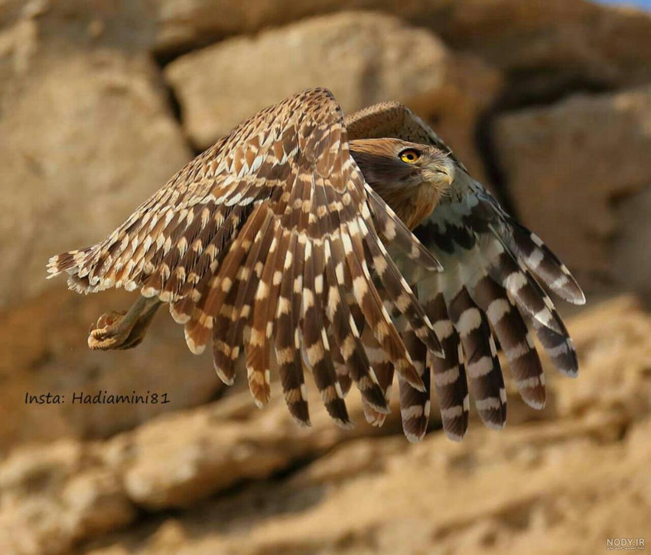 خوار قهوه خوار قهوه