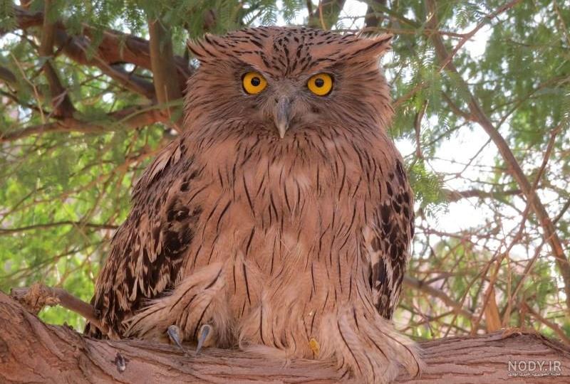 خوار مالای خوار مالای