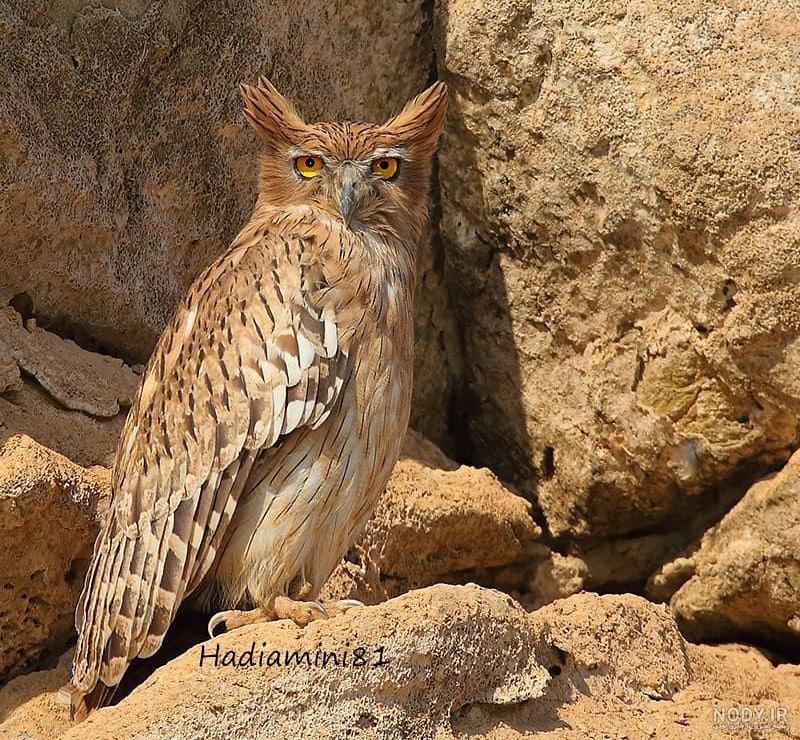 همای همای