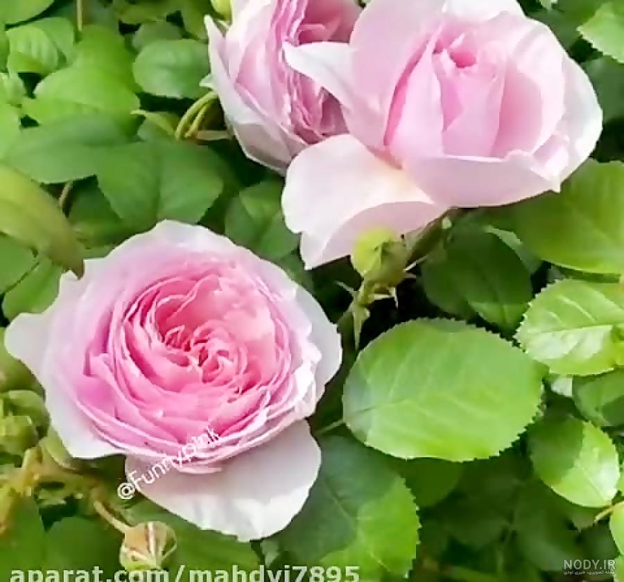صبحت بخير صبحت بخير