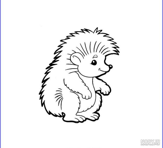 تیغی کیوت