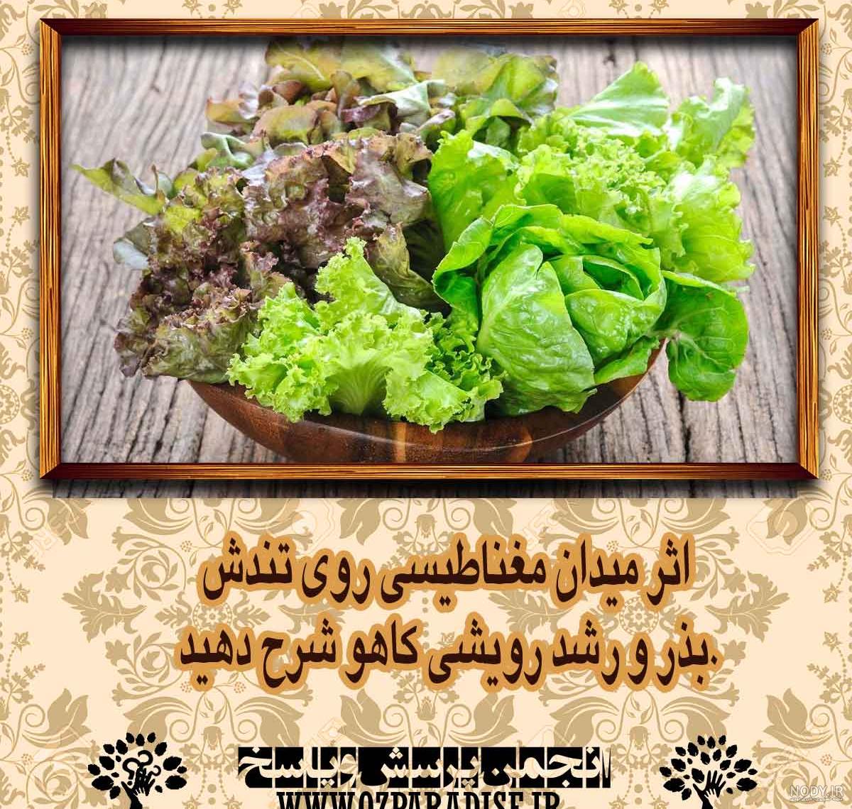 عكس ذرت