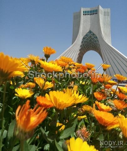 عکس گل آزادی