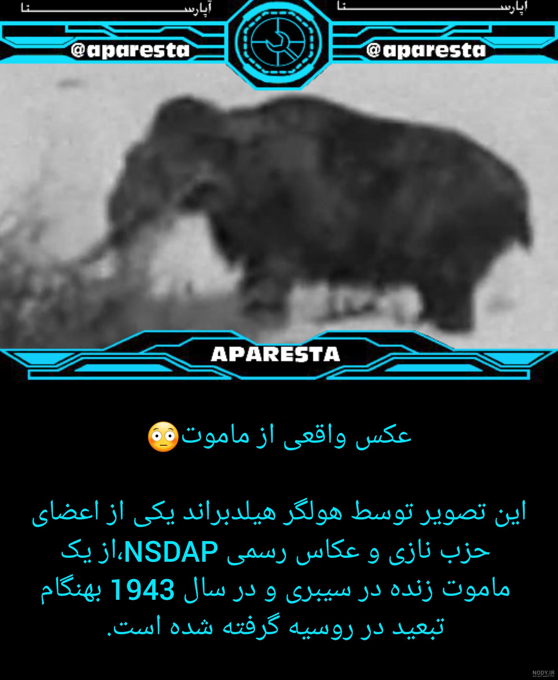 عکس از ماموت واقعی