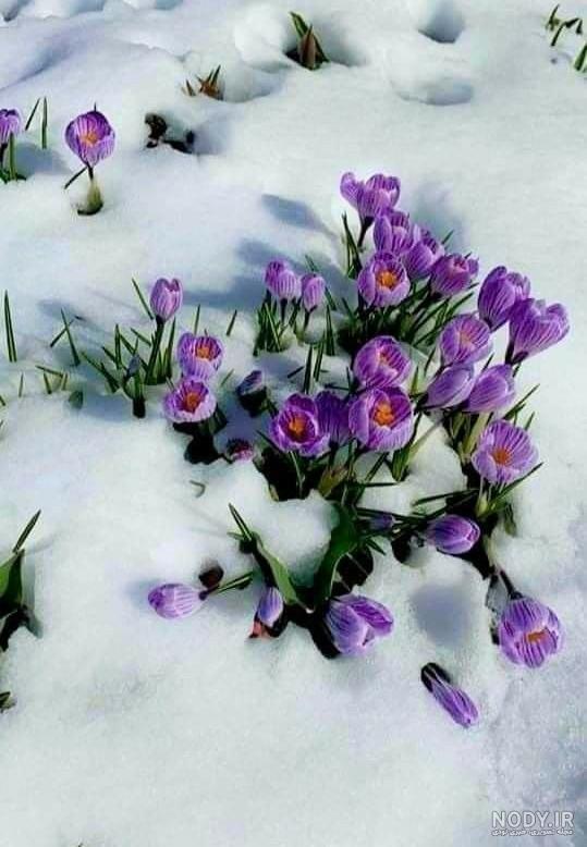 شکوفه