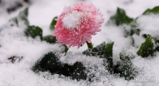 عکس گلهای زمستانی