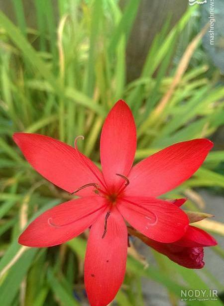 گلهای