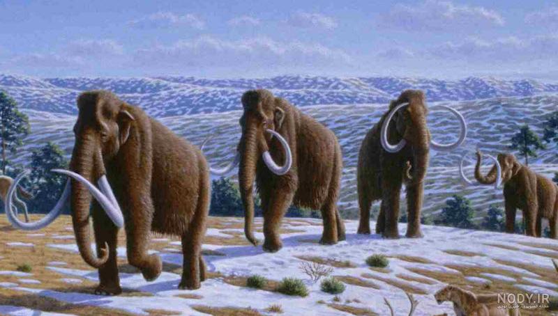 فسیل