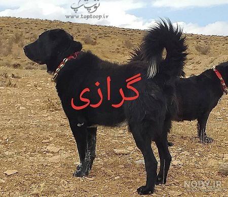 سگ سرآبي سگ سرآبي