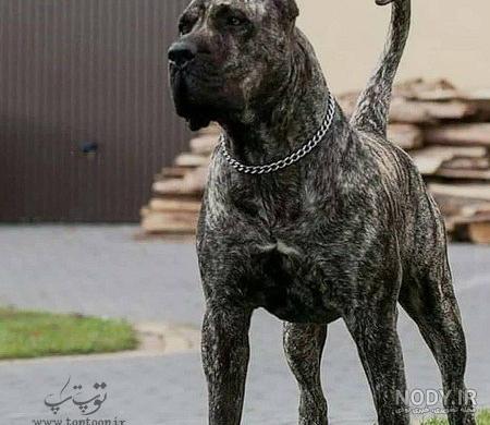 نگهبآن باغ نگهبآن باغ