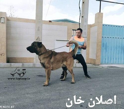 سگ ژرمن سگ ژرمن