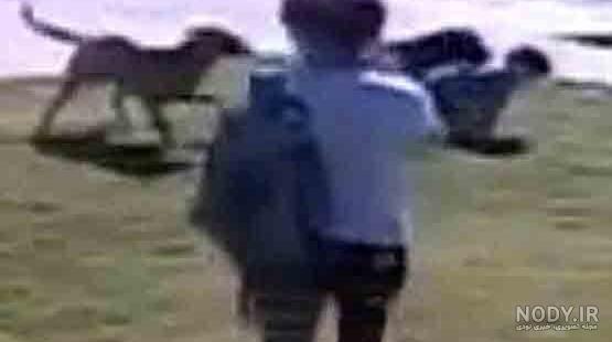 توله توله