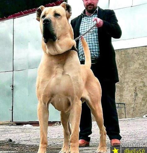 عکس سگ وحشی ایران