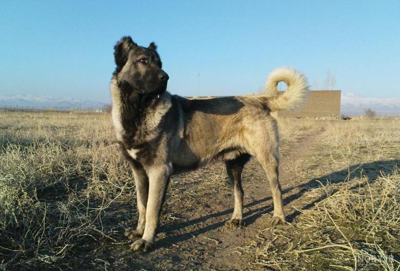 عکس خفن عکس سگ وحشی ایران