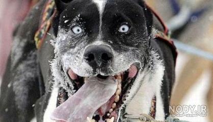 وحشی ترین نژاد سگ ایرانی