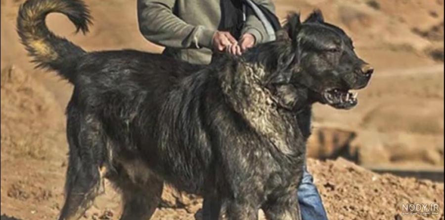 عکس خفن عکس سگ وحشی ایران