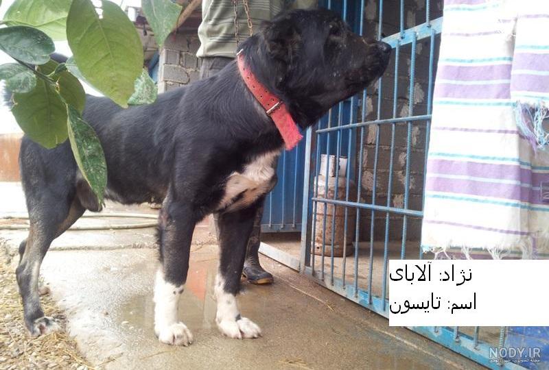 عکس خفن عکس سگ وحشی ایران