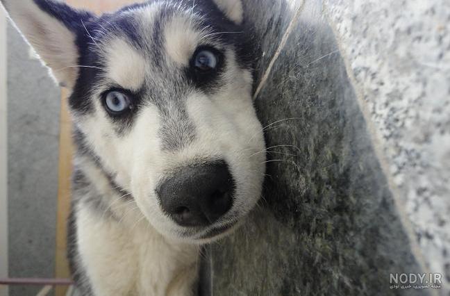 عکس خفن عکس سگ وحشی ایران