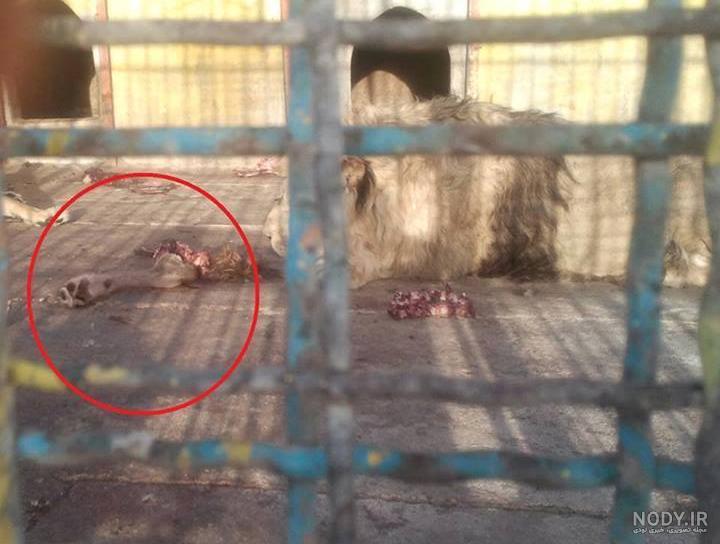 عکس خفن عکس سگ وحشی ایران