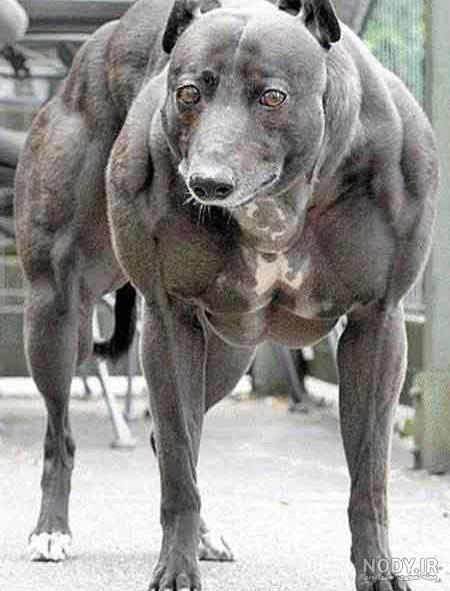 عکس خفن عکس سگ وحشی ایران