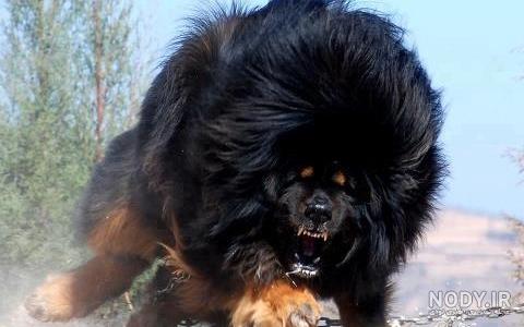 عکس خفن عکس سگ وحشی ایران