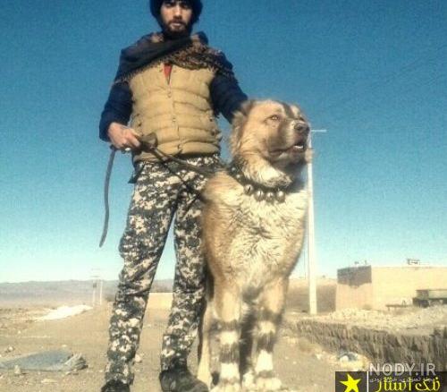عکس خفن عکس سگ وحشی ایران
