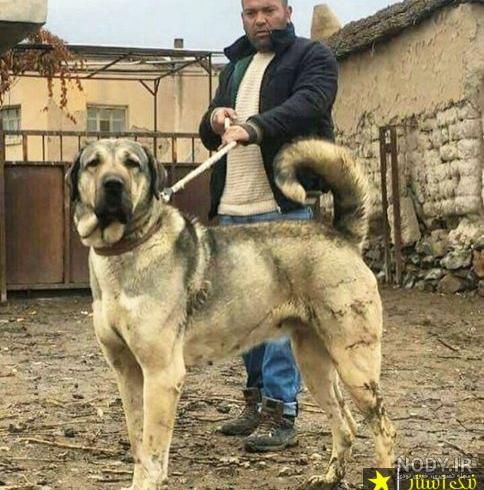 وحشی ترین نژاد سگ ایرانی