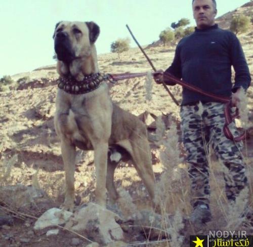 وحشی ترین نژاد سگ ایرانی