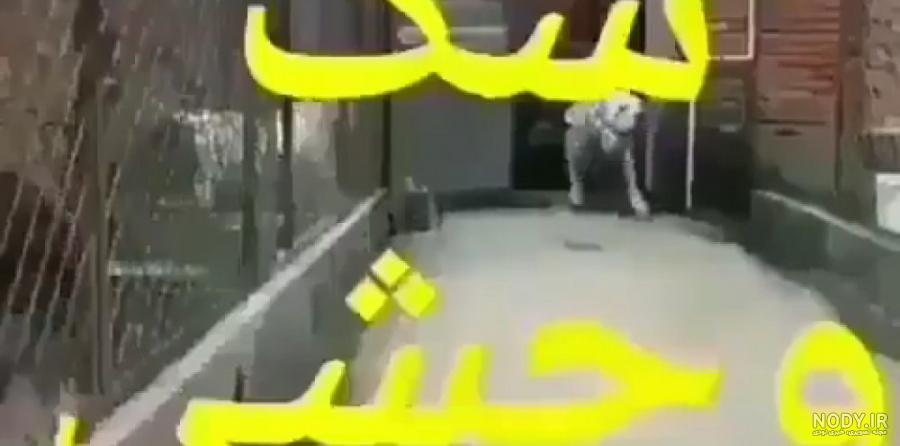 عکس خفن عکس سگ وحشی ایران