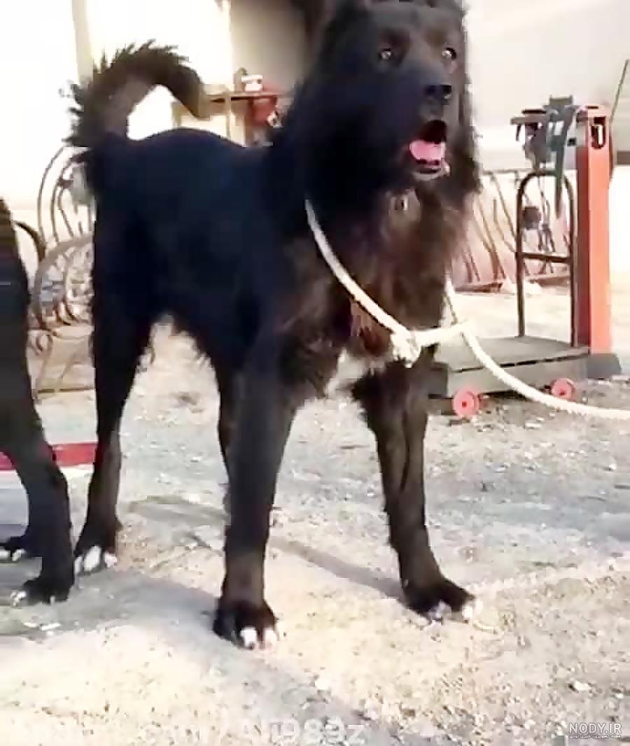 عکس سگ وحشی مشکی