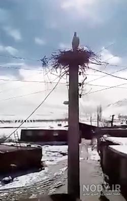 عکس سگ وحشی پلیس