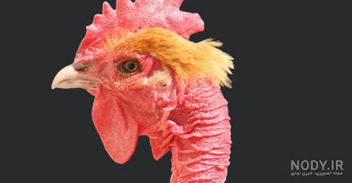 مرغ بومي