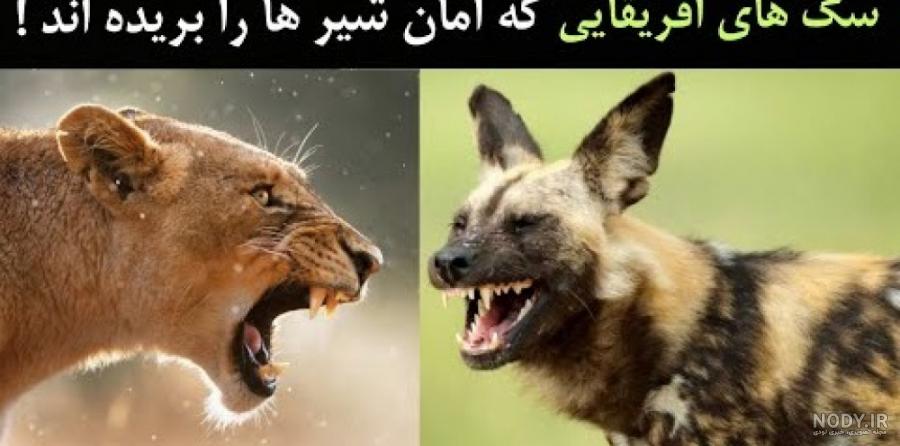 عکس حیوان گربه وحشی