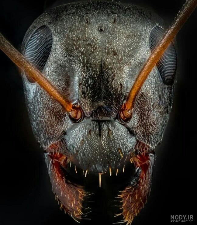 چهره چهره