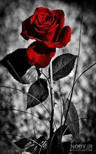عکس گل رز قرمز شکسته