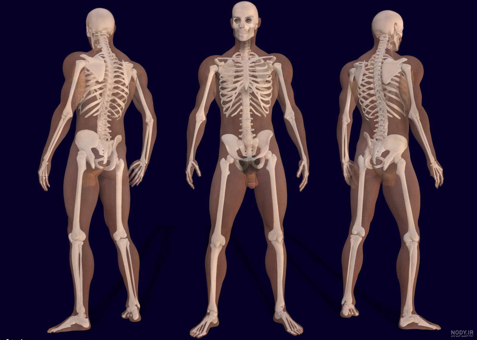 تصاویر اسکلت انسان های اولیه