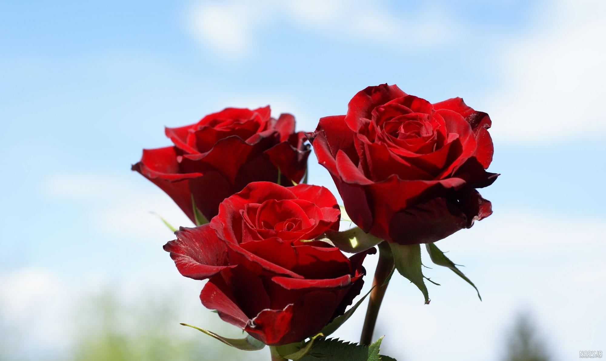 برای پروفایل