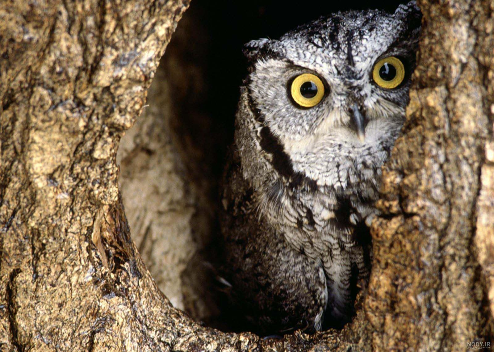 owl live