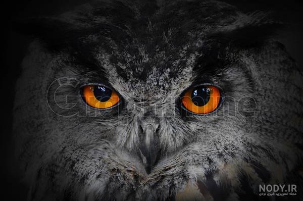 owl wallpaper