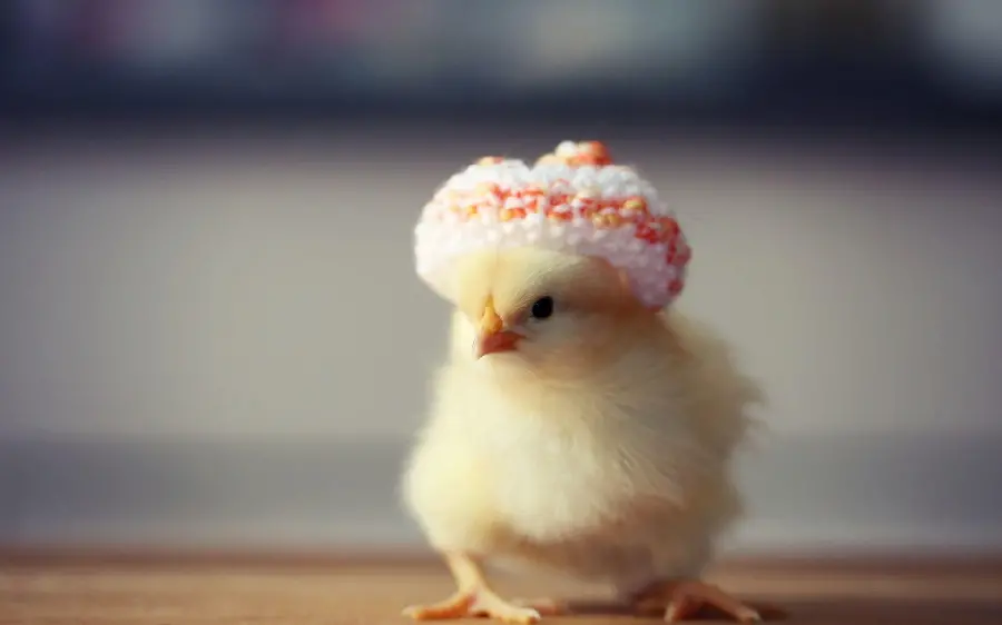 cute baby
