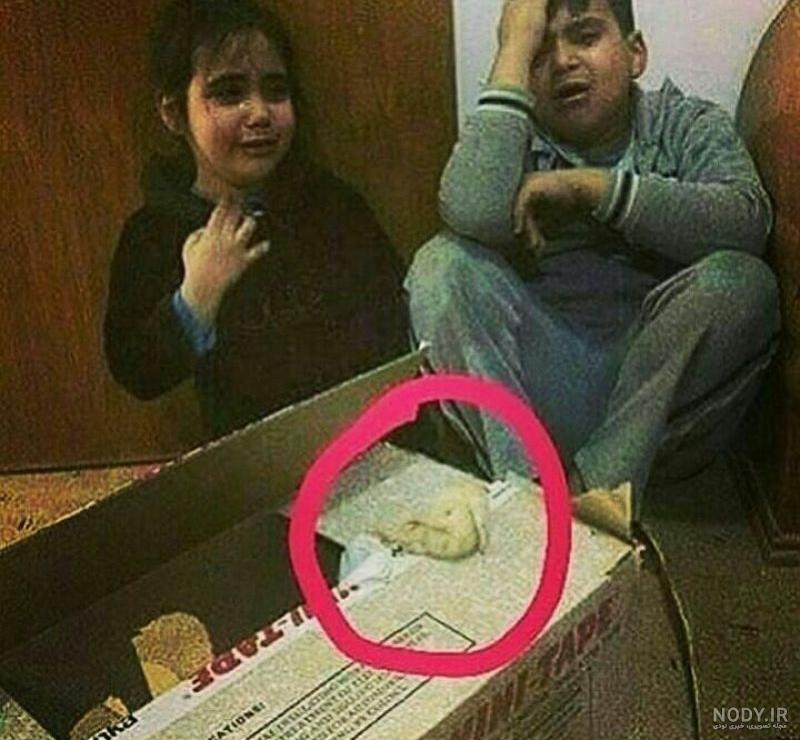 تصاویر جوجه مرده