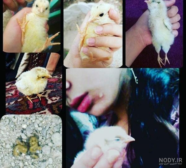عکس جوجه اردک مرده