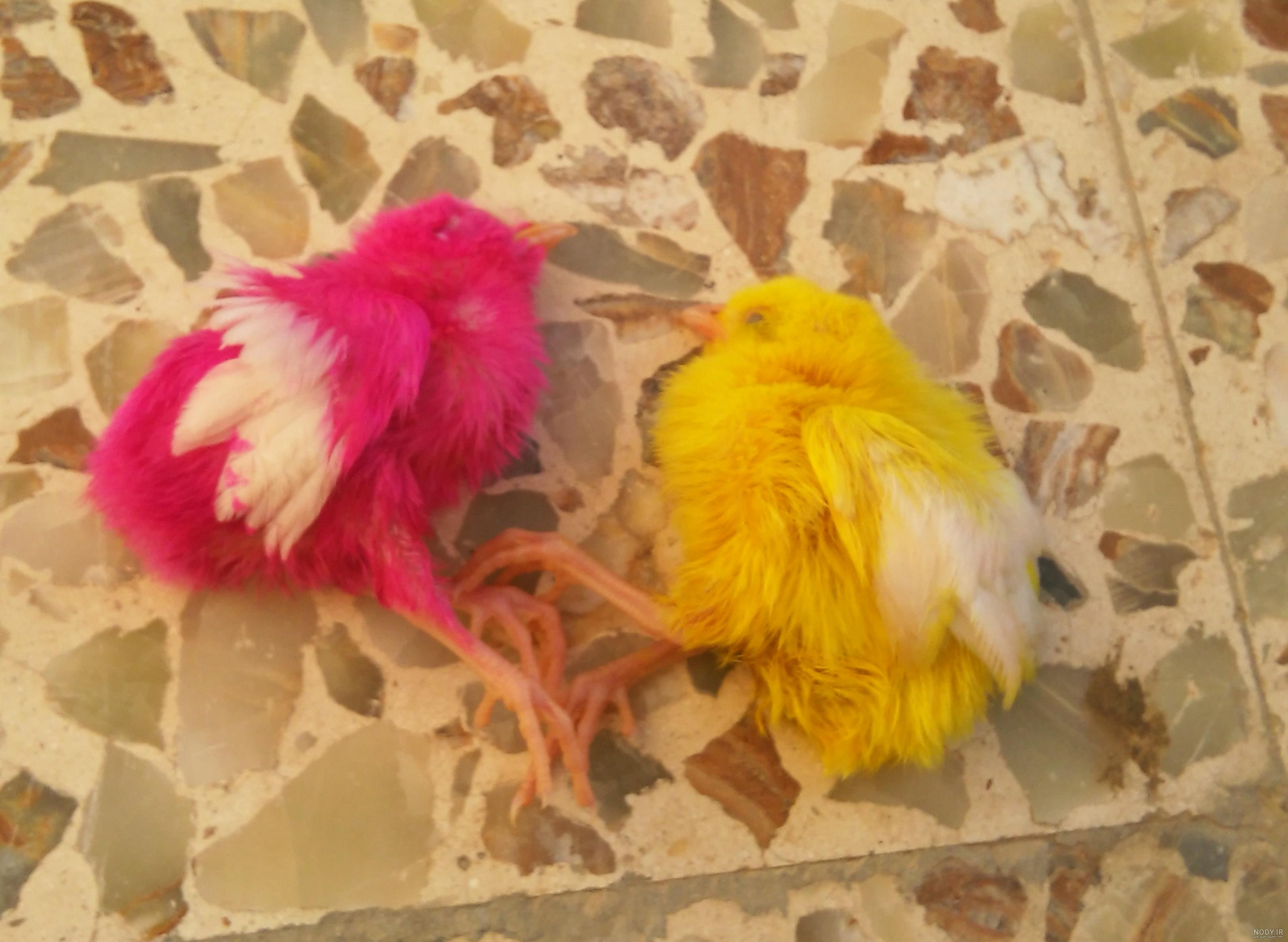 عکس جوجه رنگی مرده