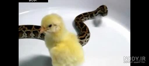 عکس جوجه قناری مرده