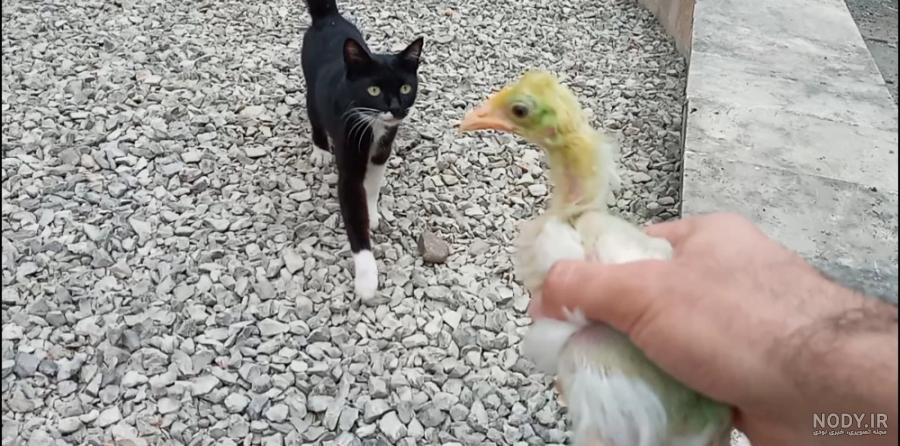 عکس جوجه ی مرده
