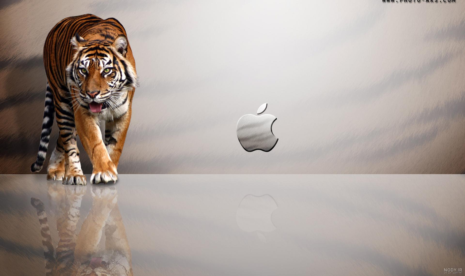 iphone 14 iphone 14