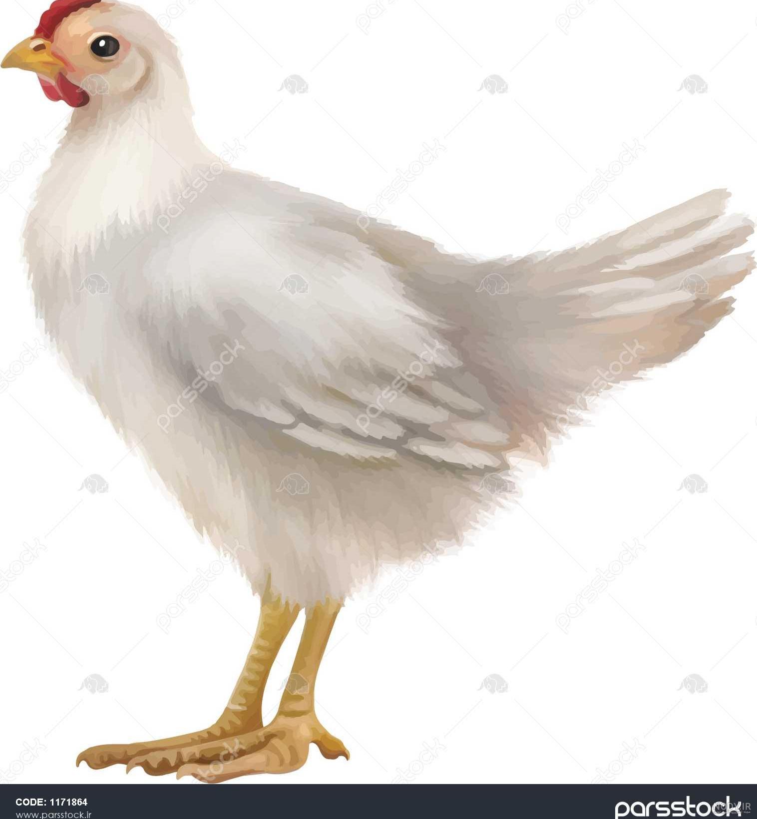 عکس جوجه خروس سفید عکس جوجه خروس سفید
